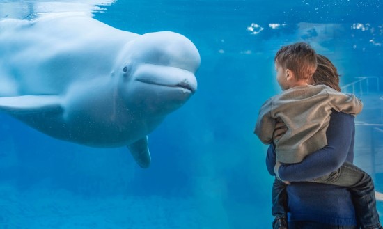 Mystic Aquarium